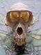 Grateful Dead Steal Your Face Carved Real Monkey Skull Extremely Rare
